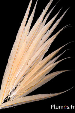 Goudfazant - gebleekt - 65-75 cm - crème